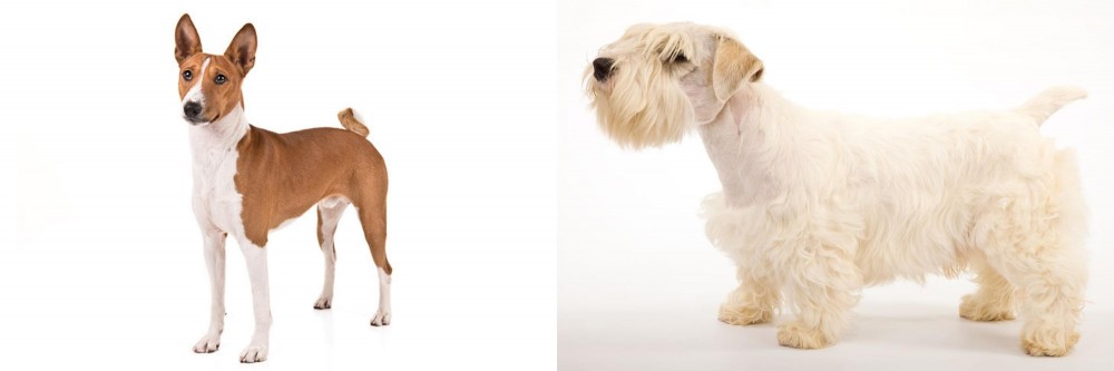 Sealyham Terrier vs Basenji - Breed Comparison