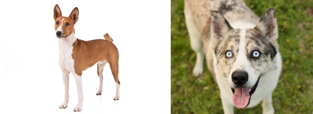 Shepherd Husky vs Basenji - Breed Comparison