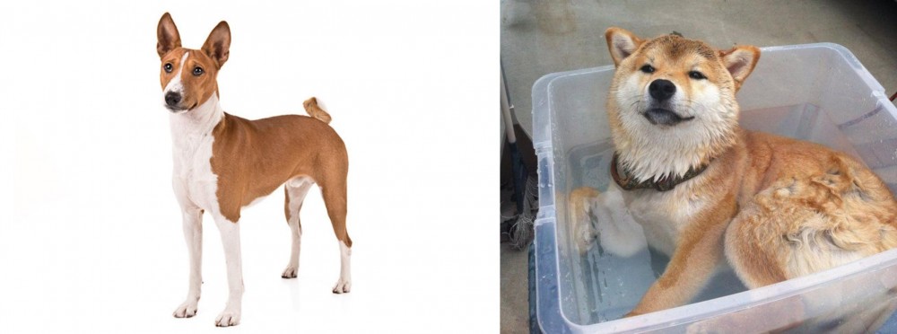 Shiba Inu vs Basenji - Breed Comparison