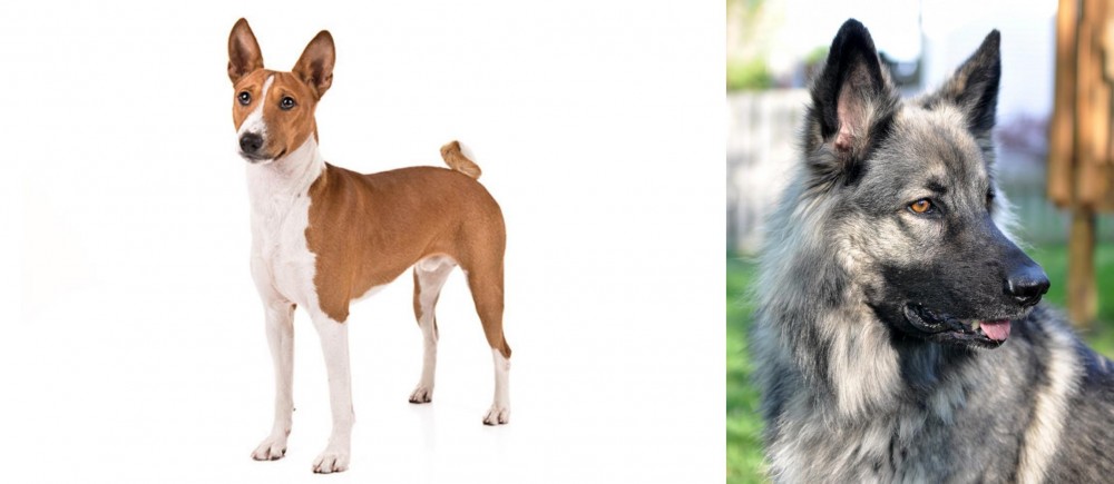 Shiloh Shepherd vs Basenji - Breed Comparison