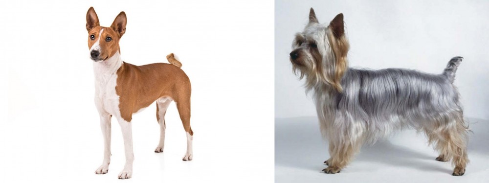 Silky Terrier vs Basenji - Breed Comparison