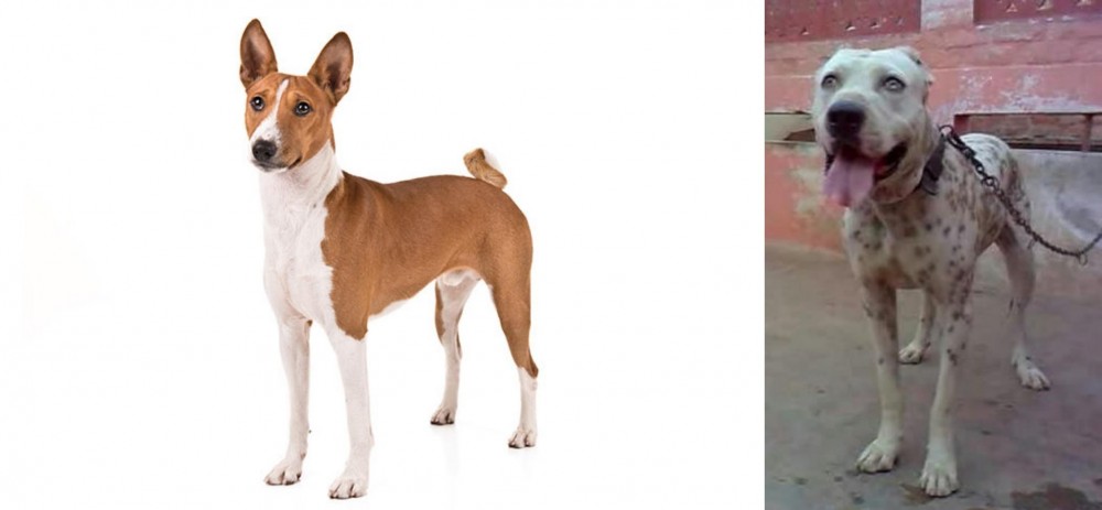 Sindh Mastiff vs Basenji - Breed Comparison