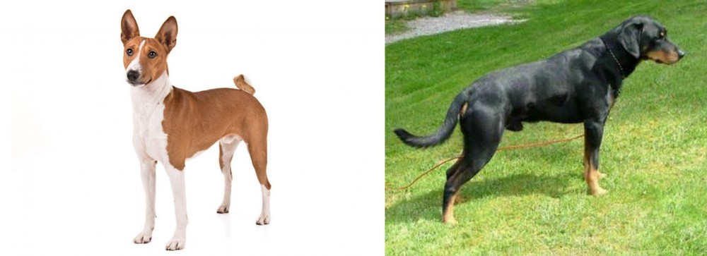Smalandsstovare vs Basenji - Breed Comparison
