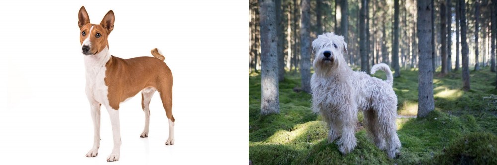 Soft-Coated Wheaten Terrier vs Basenji - Breed Comparison