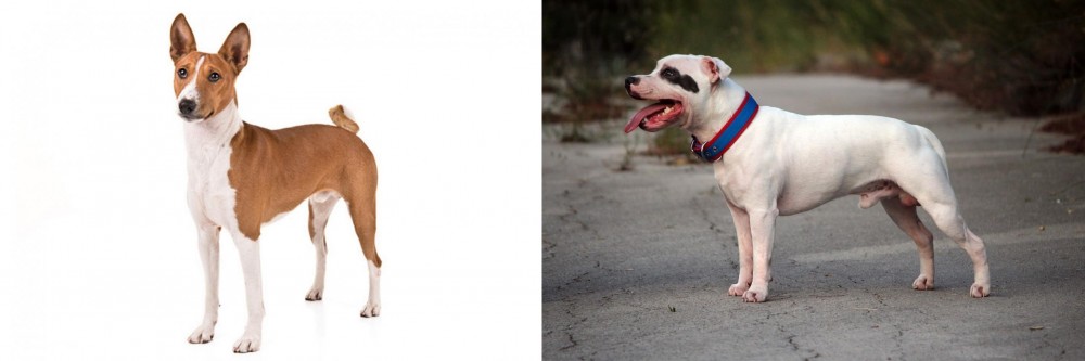 Staffordshire Bull Terrier vs Basenji - Breed Comparison