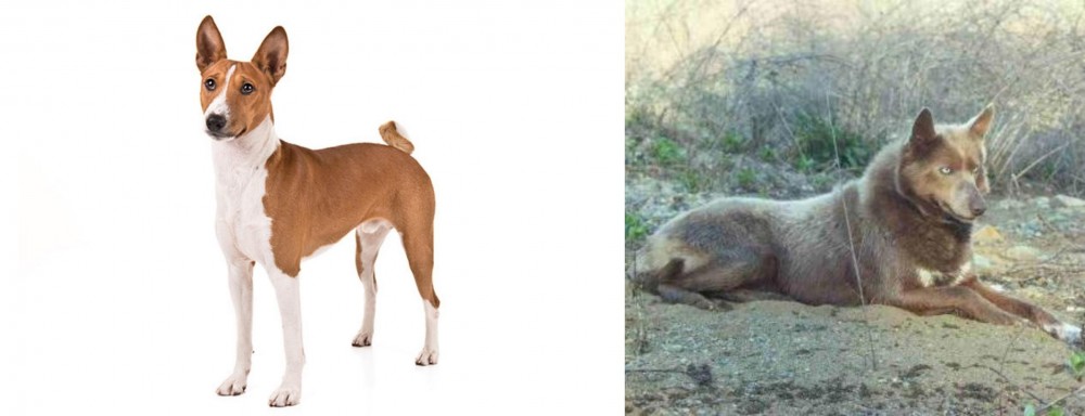 Tahltan Bear Dog vs Basenji - Breed Comparison