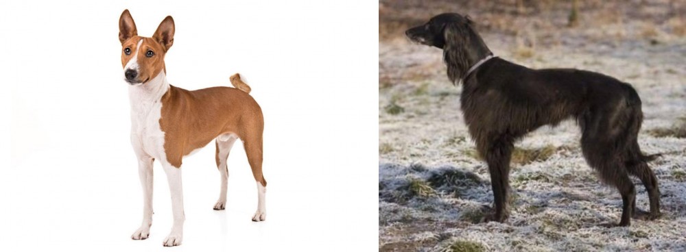 Taigan vs Basenji - Breed Comparison