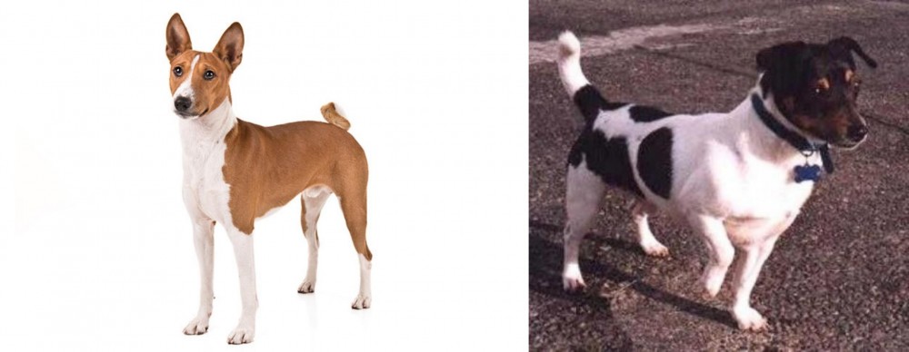 Teddy Roosevelt Terrier vs Basenji - Breed Comparison
