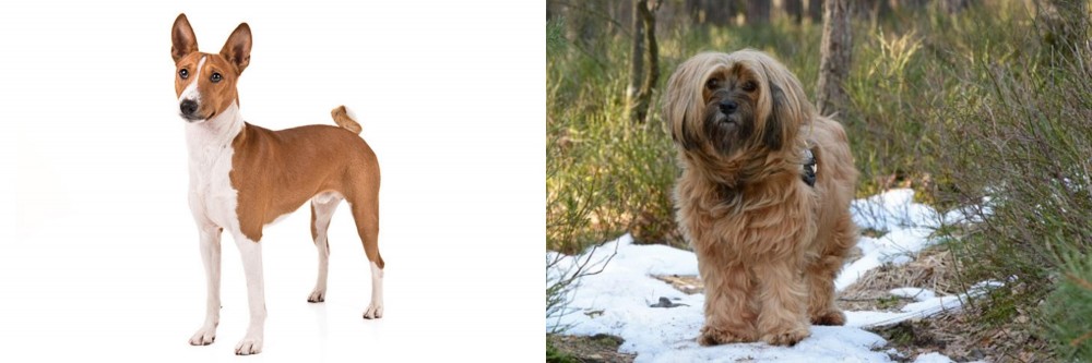 Tibetan Terrier vs Basenji - Breed Comparison