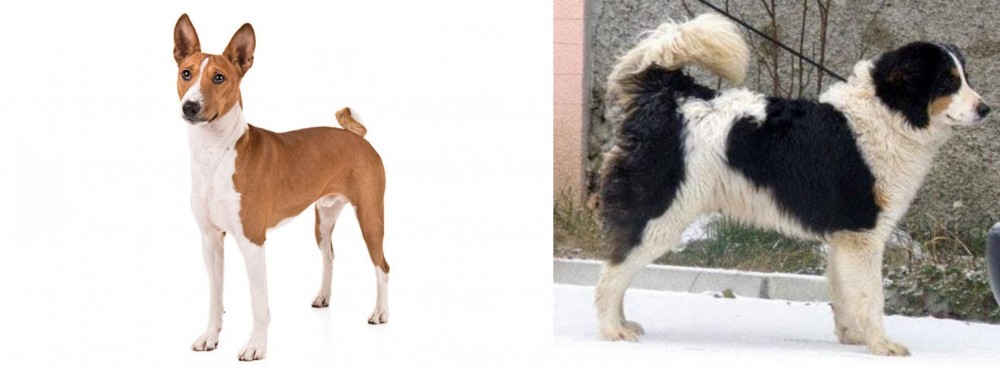 Tornjak vs Basenji - Breed Comparison