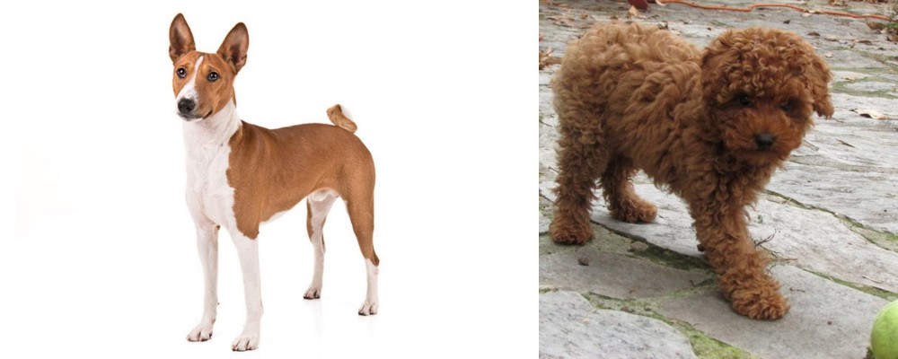 Toy Poodle vs Basenji - Breed Comparison