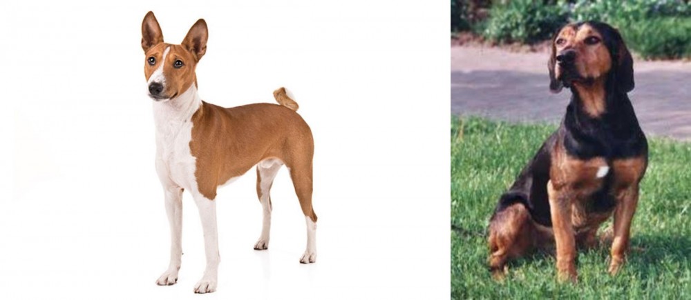 Tyrolean Hound vs Basenji - Breed Comparison