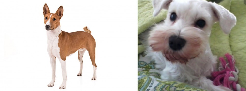 White Schnauzer vs Basenji - Breed Comparison