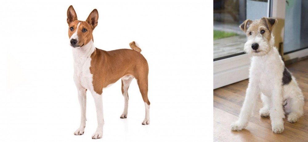 Wire Fox Terrier vs Basenji - Breed Comparison