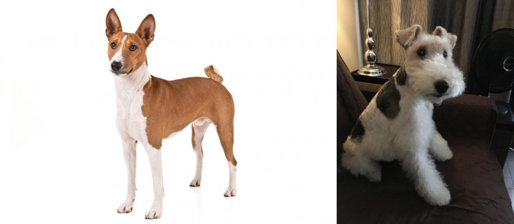 Wire Haired Fox Terrier vs Basenji - Breed Comparison