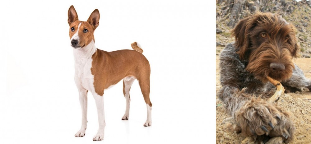 Wirehaired Pointing Griffon vs Basenji - Breed Comparison