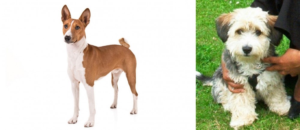 Yo-Chon vs Basenji - Breed Comparison