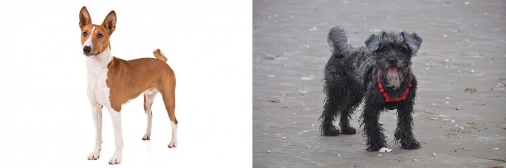 YorkiePoo vs Basenji - Breed Comparison