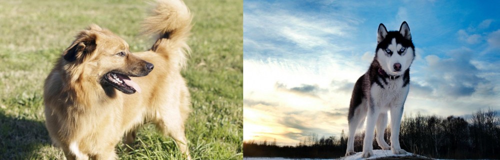 Alaskan Husky vs Basque Shepherd - Breed Comparison