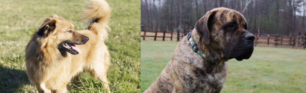 American Mastiff vs Basque Shepherd - Breed Comparison