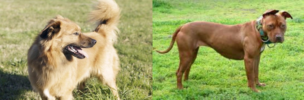 American Pit Bull Terrier vs Basque Shepherd - Breed Comparison
