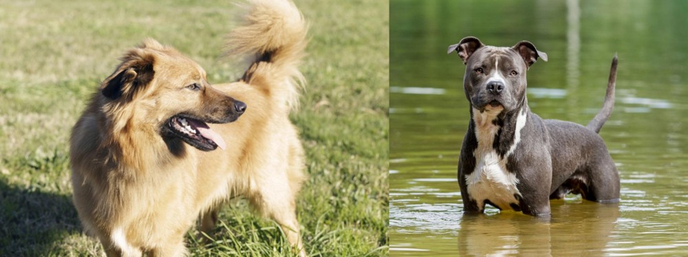 American Staffordshire Terrier vs Basque Shepherd - Breed Comparison