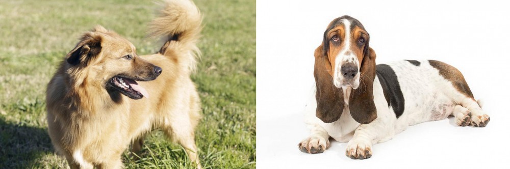 Basset Hound vs Basque Shepherd - Breed Comparison
