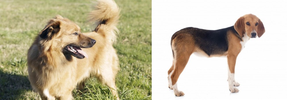 Beagle-Harrier vs Basque Shepherd - Breed Comparison