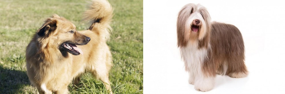 Bearded Collie vs Basque Shepherd - Breed Comparison