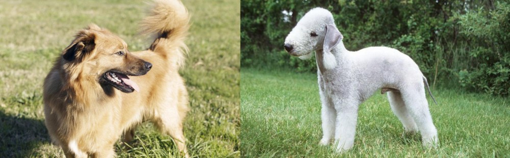 Bedlington Terrier vs Basque Shepherd - Breed Comparison
