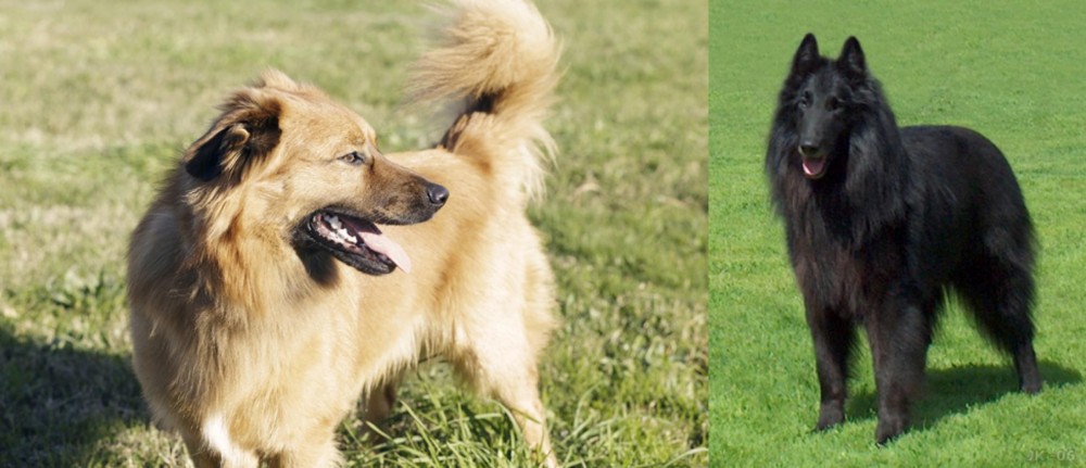 Belgian Shepherd Dog (Groenendael) vs Basque Shepherd - Breed Comparison
