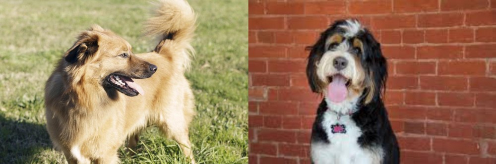 Bernedoodle vs Basque Shepherd - Breed Comparison
