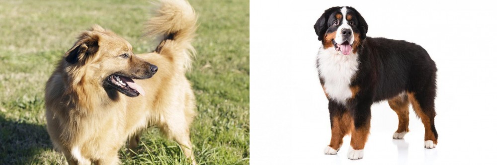 Bernese Mountain Dog vs Basque Shepherd - Breed Comparison