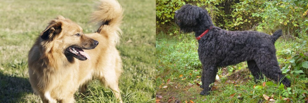 Black Russian Terrier vs Basque Shepherd - Breed Comparison
