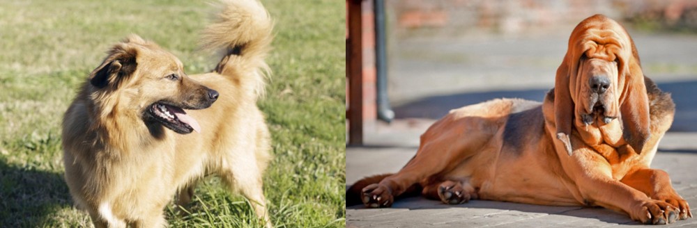 Bloodhound vs Basque Shepherd - Breed Comparison