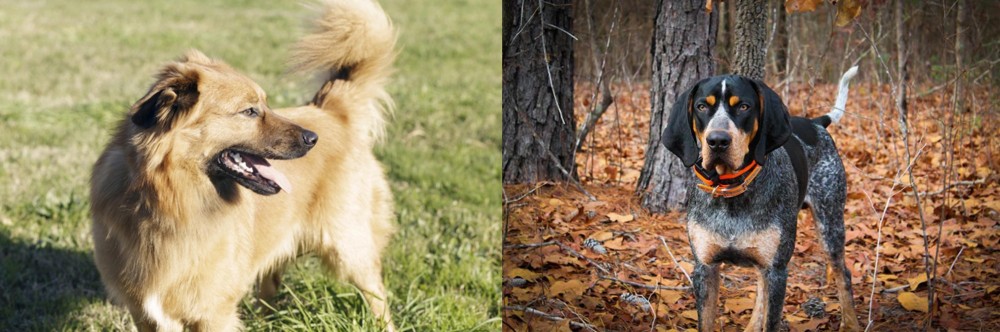 Bluetick Coonhound vs Basque Shepherd - Breed Comparison