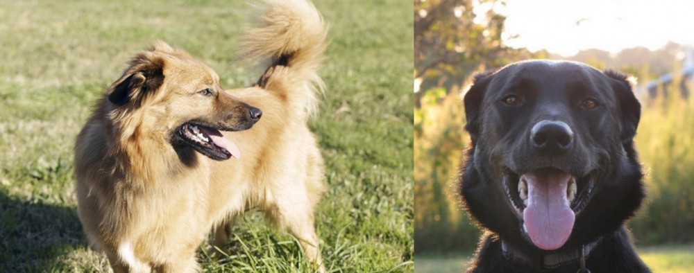 Borador vs Basque Shepherd - Breed Comparison