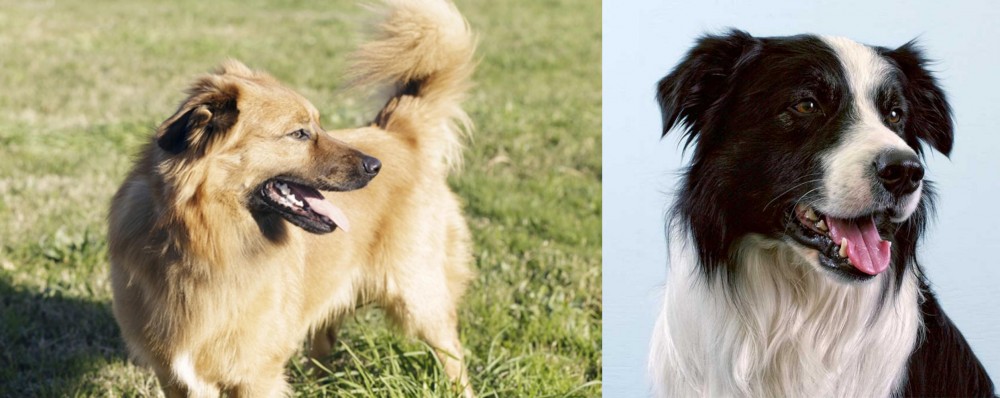 Border Collie vs Basque Shepherd - Breed Comparison