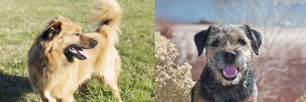 Border Terrier vs Basque Shepherd - Breed Comparison