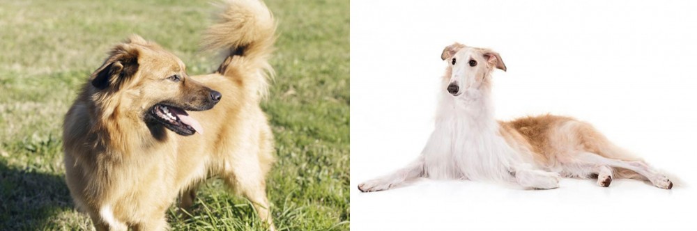 Borzoi vs Basque Shepherd - Breed Comparison
