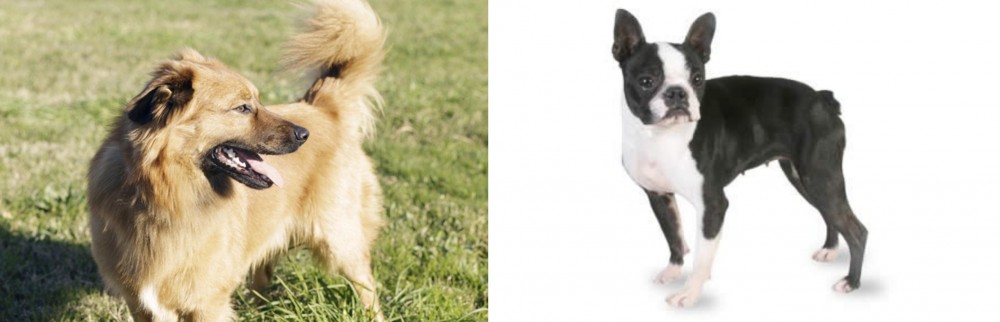 Boston Terrier vs Basque Shepherd - Breed Comparison