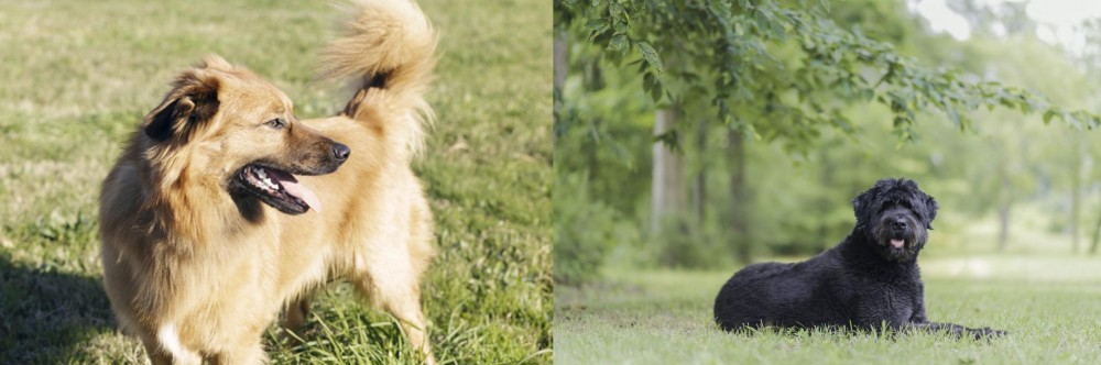 Bouvier des Flandres vs Basque Shepherd - Breed Comparison