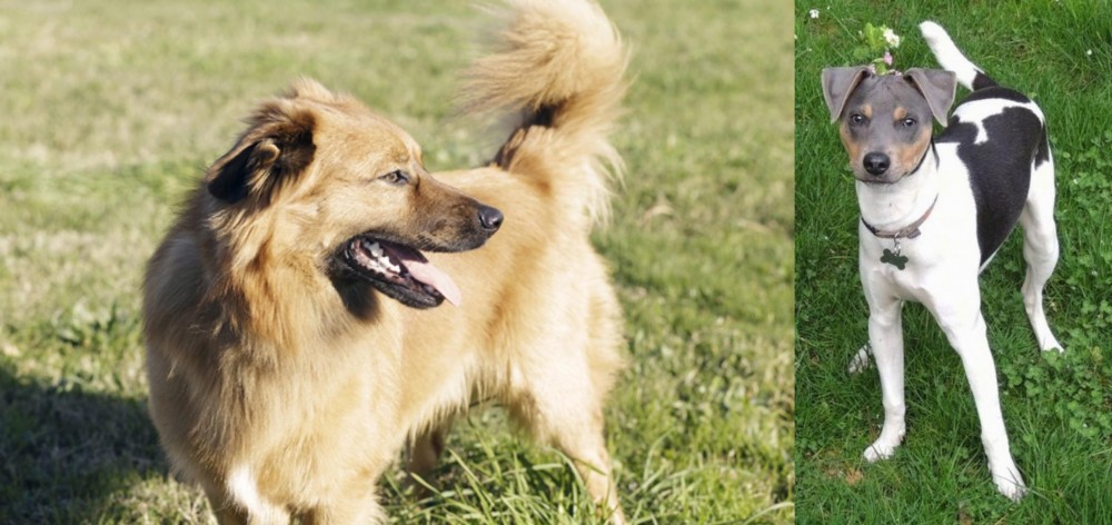 Brazilian Terrier vs Basque Shepherd - Breed Comparison