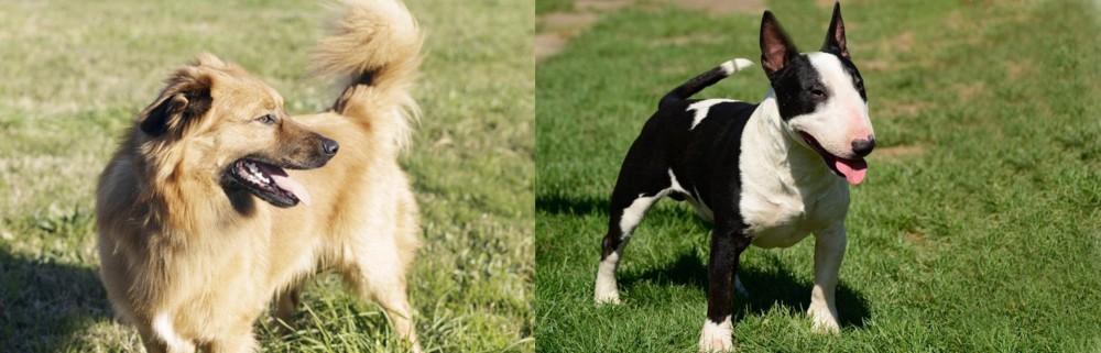 Bull Terrier Miniature vs Basque Shepherd - Breed Comparison