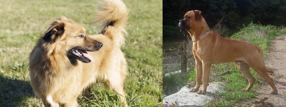 Bullmastiff vs Basque Shepherd - Breed Comparison