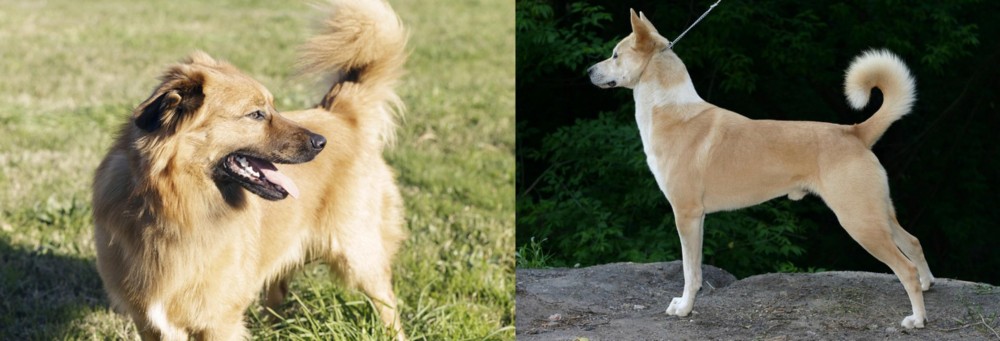 Canaan Dog vs Basque Shepherd - Breed Comparison