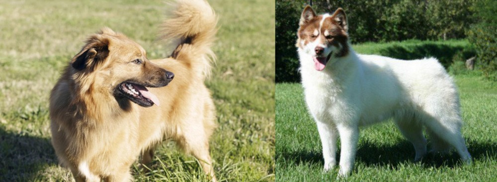 Canadian Eskimo Dog vs Basque Shepherd - Breed Comparison
