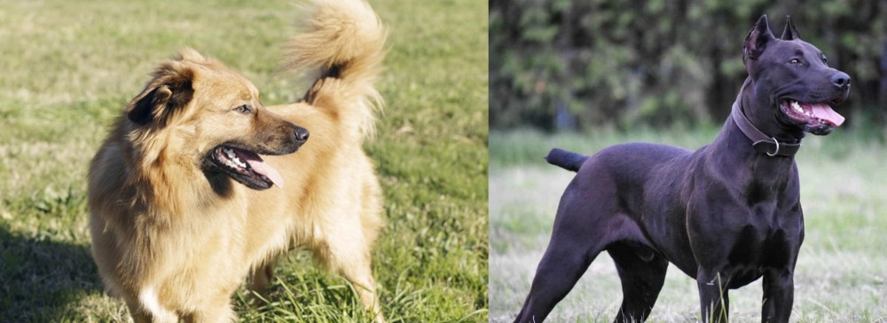 Canis Panther vs Basque Shepherd - Breed Comparison