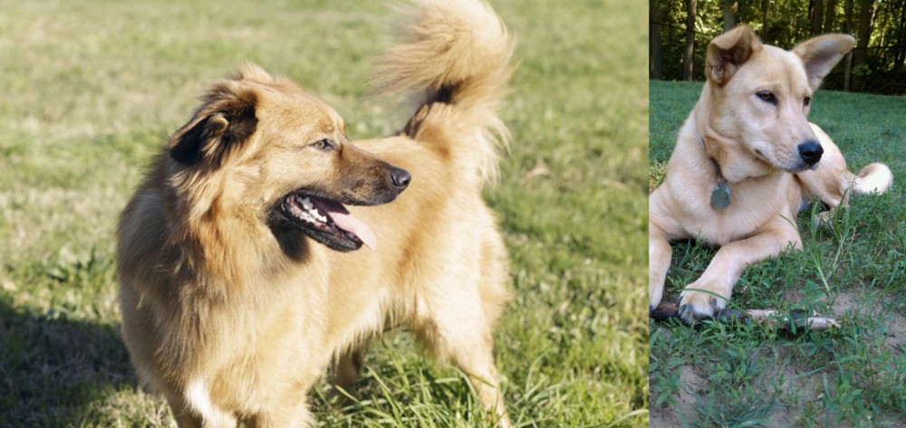 Carolina Dog vs Basque Shepherd - Breed Comparison