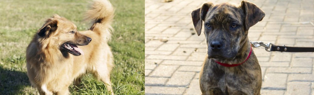 Catahoula Bulldog vs Basque Shepherd - Breed Comparison